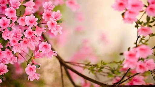 Inlet Flowers LLC, 12409 SC-707, Murrells Inlet, SC 29576, USA, 