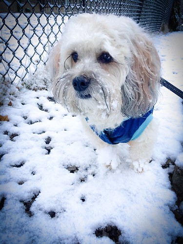 Dog Park «Mt. Airy Dog Park», reviews and photos, 3006 Westwood Northern Blvd, Cincinnati, OH 45211, USA