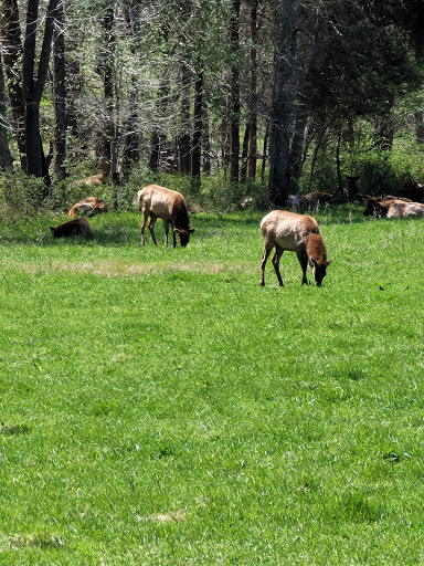 Nature Preserve «Elk and Bison Prairie», reviews and photos, Elk & Bison Prairie Rd, Golden Pond, KY 42211, USA