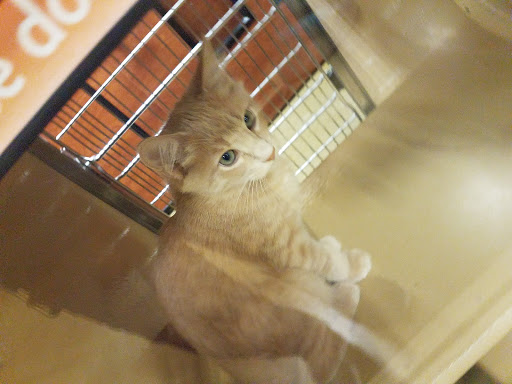 Pet Supply Store «PetSmart», reviews and photos, 2770 FM 365 c, Port Arthur, TX 77640, USA