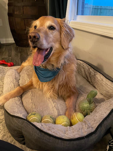 All Cats & Dogs Veterinary Hospital image