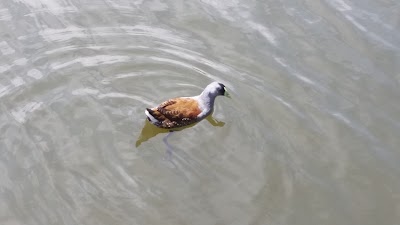 Photos of Laguna Sausalito