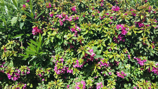 Casino «Golden Nugget Hotel & Casino», reviews and photos, 2300 S Casino Dr, Laughlin, NV 89029, USA