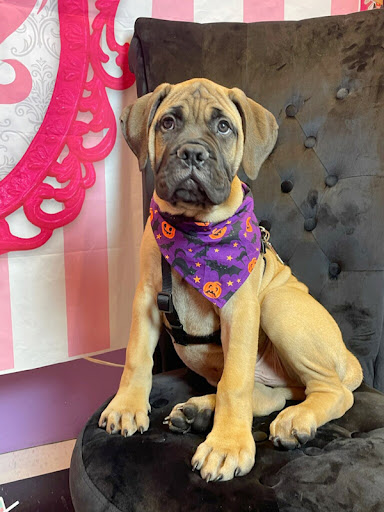 Pet Store «Animal Kingdom», reviews and photos, 5000 S Arizona Mills Cir, Tempe, AZ 85282, USA