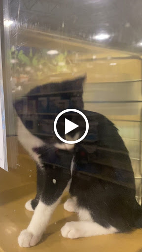 Pet Supply Store «PetSmart», reviews and photos, 2920 Little Rd, Trinity, FL 34655, USA