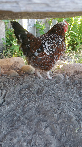 Museum «Mashpee Wampanoag Indian Museum», reviews and photos, 414 Main St, Mashpee, MA 02649, USA