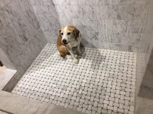 Port Chester Animal Hospital image