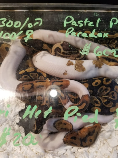 Reptile Store «Cleveland Reptile Show», reviews and photos, 17250 Hummel Rd, Brook Park, OH 44142, USA