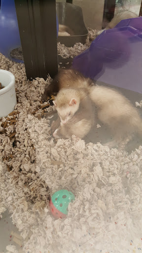 Pet Supply Store «Petco Animal Supplies», reviews and photos, 1951 N Military Trl c, West Palm Beach, FL 33409, USA