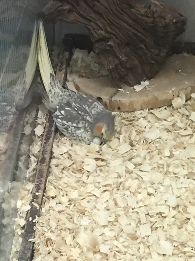 Pet Supply Store «Petland Discounts - Park Slope», reviews and photos, 510 5th Ave, Brooklyn, NY 11215, USA