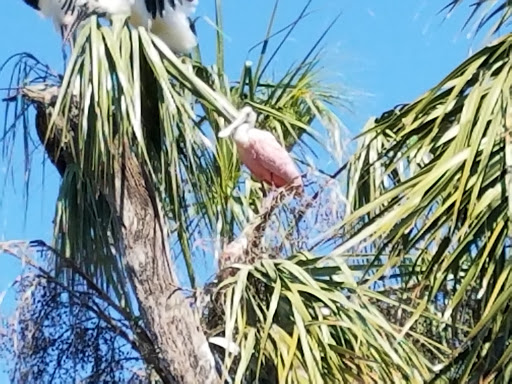 Zoo «St. Augustine Alligator Farm Zoological Park», reviews and photos, 999 Anastasia Blvd, St Augustine, FL 32080, USA