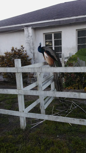 Thrift Store «UFO Thrift Store», reviews and photos, 1715 S M.L.K. Jr Ave, Clearwater, FL 33756, USA