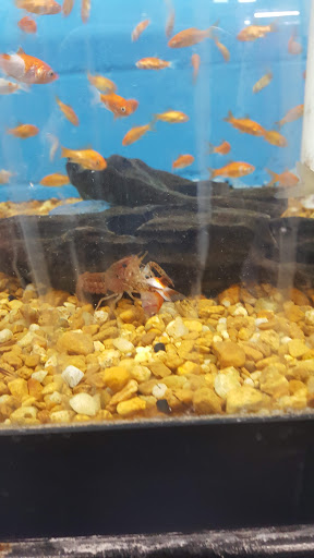 Pet Supply Store «Pet Supermarket», reviews and photos, 1746 E Silver Springs Blvd, Ocala, FL 34470, USA