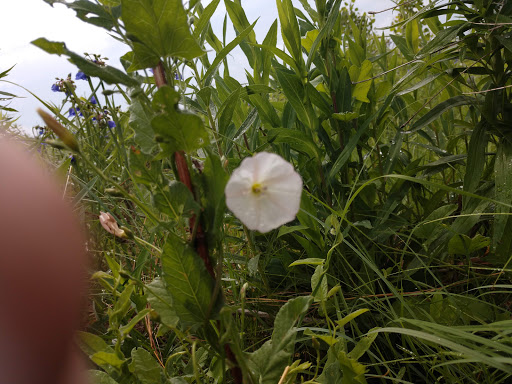 Nature Preserve «Pine Bend Bluffs Scientific and Natural Area (SNA)», reviews and photos, 111th St E, Inver Grove Heights, MN 55077, USA