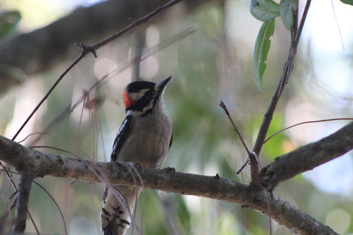 Nature Preserve «Woodmont Natural Area», reviews and photos, 7250 NW 80th Pl, Pompano Beach, FL 33321, USA