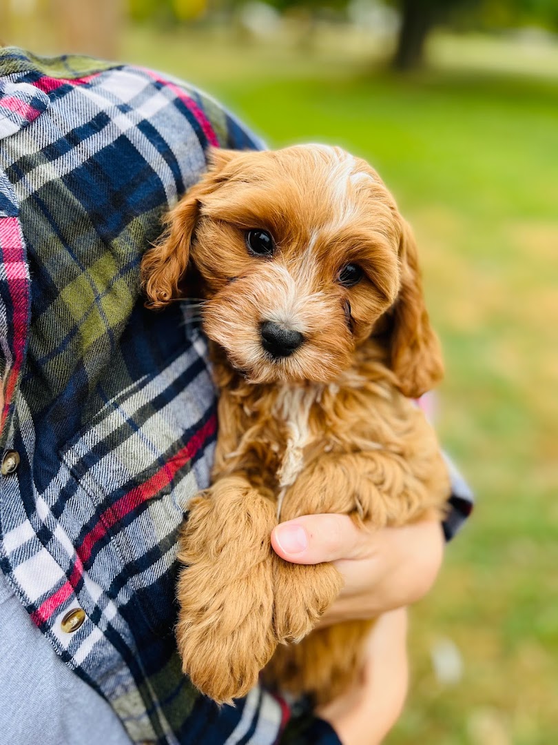 Everbrook Puppies