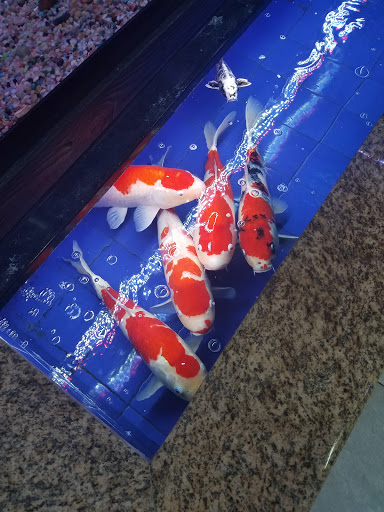 Aquarium «1st Class Aquarium», reviews and photos, 1167 Bay St, Staten Island, NY 10305, USA