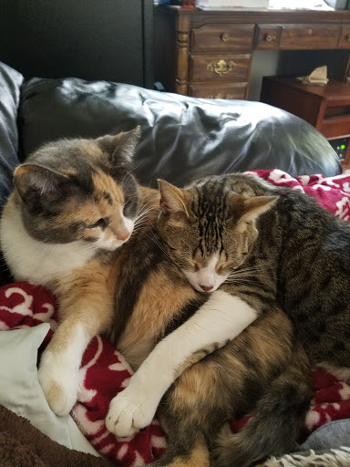 Pet Supply Store «Pet Supplies Plus», reviews and photos, 5348 Dixie Hwy, Waterford Twp, MI 48329, USA