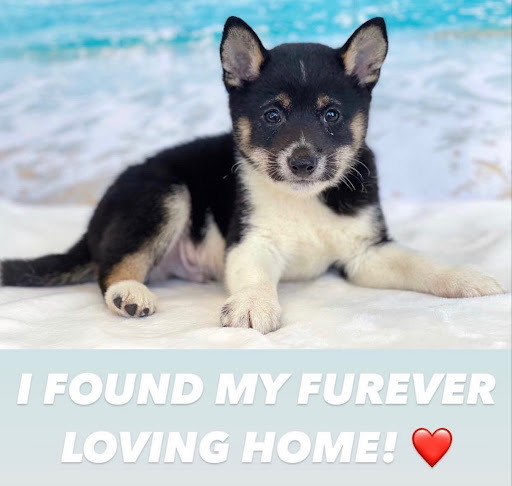 Dog Breeder «Playful Pets», reviews and photos, 115 Ridge Pike, Conshohocken, PA 19428, USA