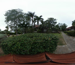 Coco Palm photo