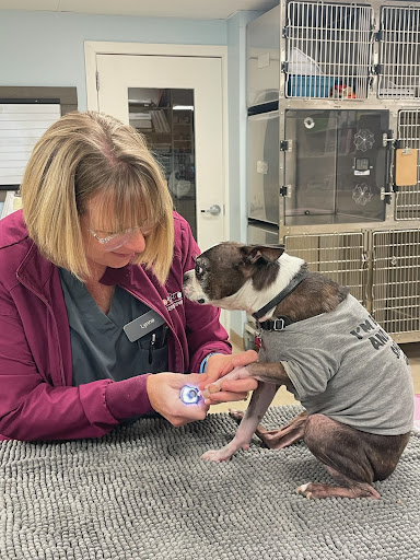 Whole Pet Veterinary Hospital - Davidson image