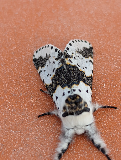 Auto Auction «Manheim Detroit», reviews and photos, 600 Will Carleton Rd, Carleton, MI 48117, USA