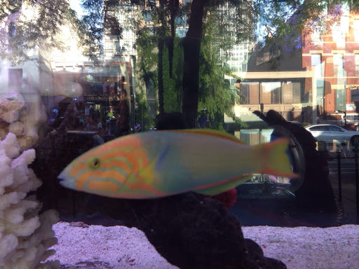 Tropical Fish Store «Old Town Aquarium», reviews and photos, 1538 N Wells St, Chicago, IL 60610, USA