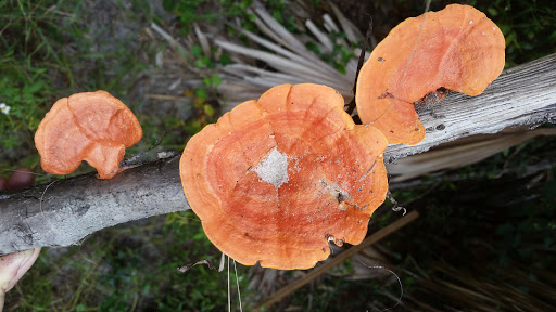 Nature Preserve «Rye Preserve», reviews and photos, 905 Rye Wilderness Trail, Parrish, FL 34219, USA