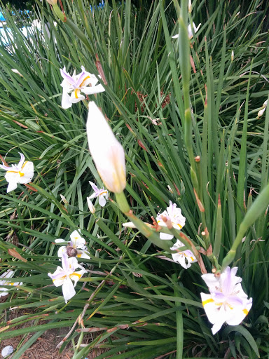 Park «Crown Valley Park / Laguna Niguel Parks & Recreation», reviews and photos, 29751 Crown Valley Pkwy, Laguna Niguel, CA 92677, USA