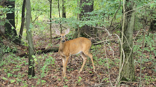 Nature Preserve «Jackson Bog State Nature Preserve», reviews and photos, 7984 Fulton Dr NW, Massillon, OH 44646, USA