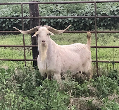 Iowa Kiko Goats