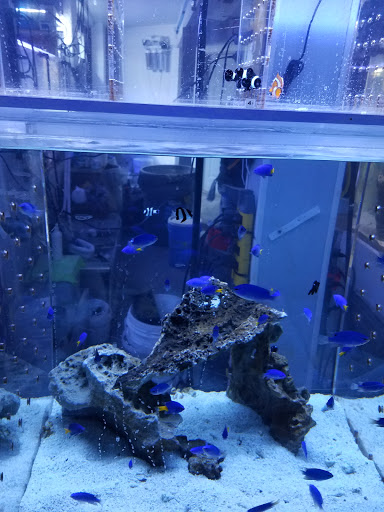 Tropical Fish Store «Aquarium Paradise», reviews and photos, 11724 Pacific Hwy SW, Lakewood, WA 98499, USA