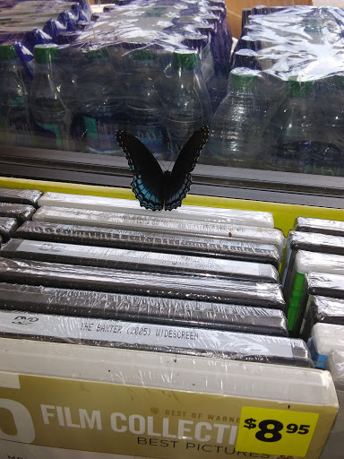 Discount Store «Dollar General», reviews and photos, 4049 GA-142, Newborn, GA 30056, USA