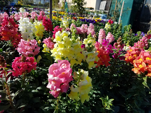 Plant Nursery «San Gabriel Nursery & Florist», reviews and photos, 632 S San Gabriel Blvd, San Gabriel, CA 91776, USA