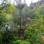 Photo n°8 de l'avis de Kira.c fait le 29/05/2022 à 04:39 sur le  Käppels Floßteiche à Reichenbach im Vogtland