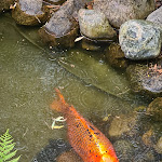 Photo n°3 de l'avis de Frank.e fait le 29/05/2022 à 15:50 sur le  Restaurant im Koigarten Burg à Burg