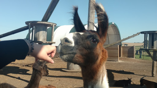 Tourist Attraction «Bloomsbury Farm», reviews and photos, 3260 69th St, Atkins, IA 52206, USA
