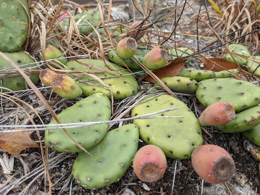 Nature Preserve «Davidson-Arabia Nature Preserve», reviews and photos, 3787 Klondike Rd, Lithonia, GA 30038, USA