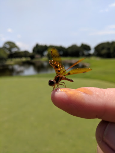 Golf Course «Countryside Country Club», reviews and photos, 3001 Countryside Blvd, Clearwater, FL 33761, USA