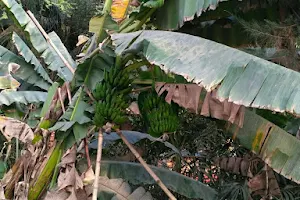 Banana Garden image
