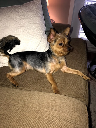 Pet Supply Store «Petco Animal Supplies», reviews and photos, 2241 Porter Creek Dr, Fort Worth, TX 76177, USA