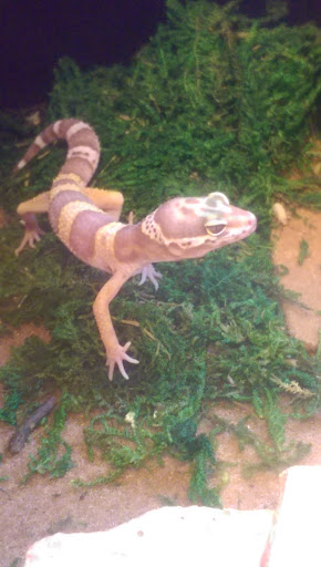 Pet Supply Store «PetSmart», reviews and photos, 1042 Fairplain Dr, Benton Harbor, MI 49022, USA