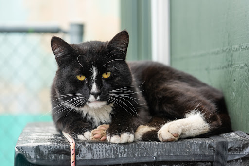 Auto Repair Shop «A-1 Automotive, LLC», reviews and photos, 7812 SE 82nd Ave, Portland, OR 97266, USA