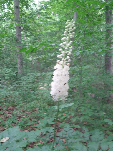 National Park «First State National Historical Park - Peters Rock Parking», reviews and photos, Thompsons Bridge Rd, Wilmington, DE 19803, USA