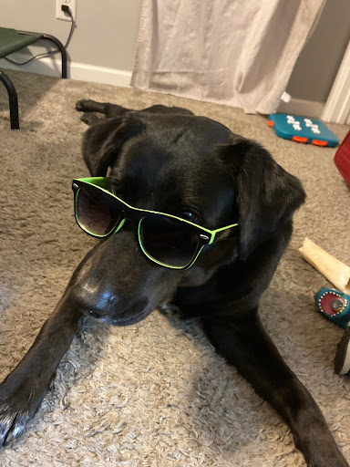 Pet Supply Store «Petco Animal Supplies», reviews and photos, 210 Franklin Rd #300, Brentwood, TN 37027, USA