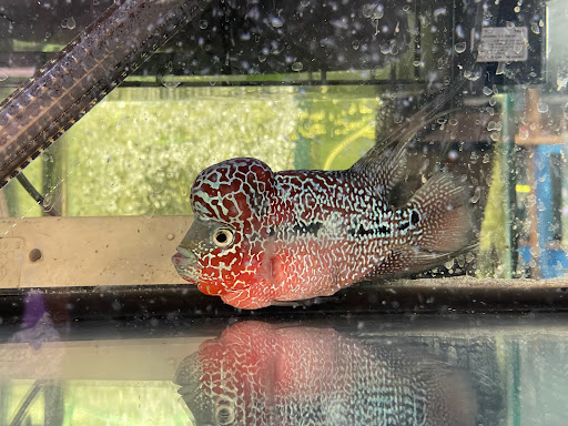 Pet Supply Store «Pet Zone Tropical Fish», reviews and photos, 4266 University Ave, San Diego, CA 92105, USA