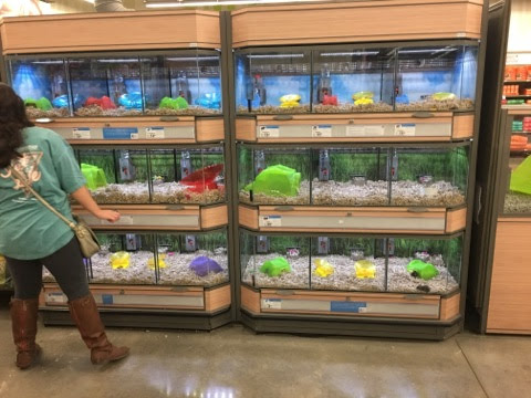 Pet Supply Store «Petco Animal Supplies», reviews and photos, 635 Cibolo Valley Drive #149, Cibolo, TX 78108, USA