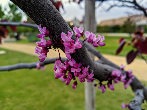 Park «Los Angeles State Historic Park», reviews and photos, 1245 N Spring St, Los Angeles, CA 90012, USA