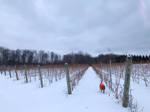 Winery «Good Harbor Vineyards», reviews and photos, 34 S Manitou Trail, Lake Leelanau, MI 49653, USA