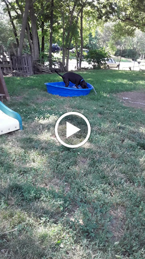 Animal Shelter «KC Pet Project - Main Adoption Center», reviews and photos